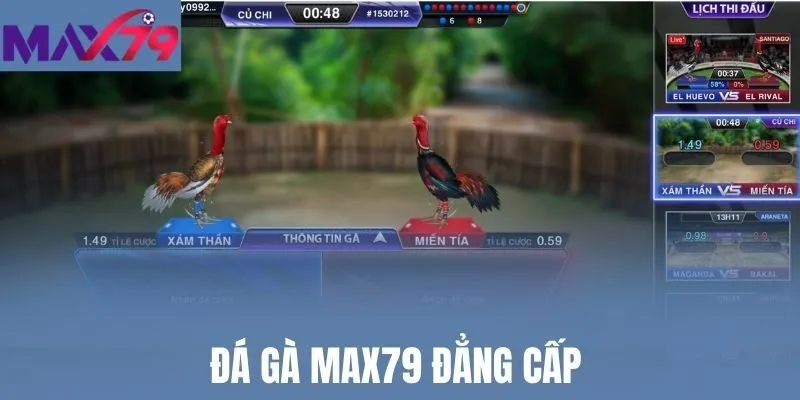 Đá gà Max79 đẳng cấp